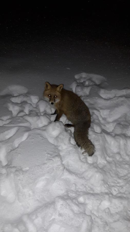 Willa Snowhite Jahorina Zewnętrze zdjęcie